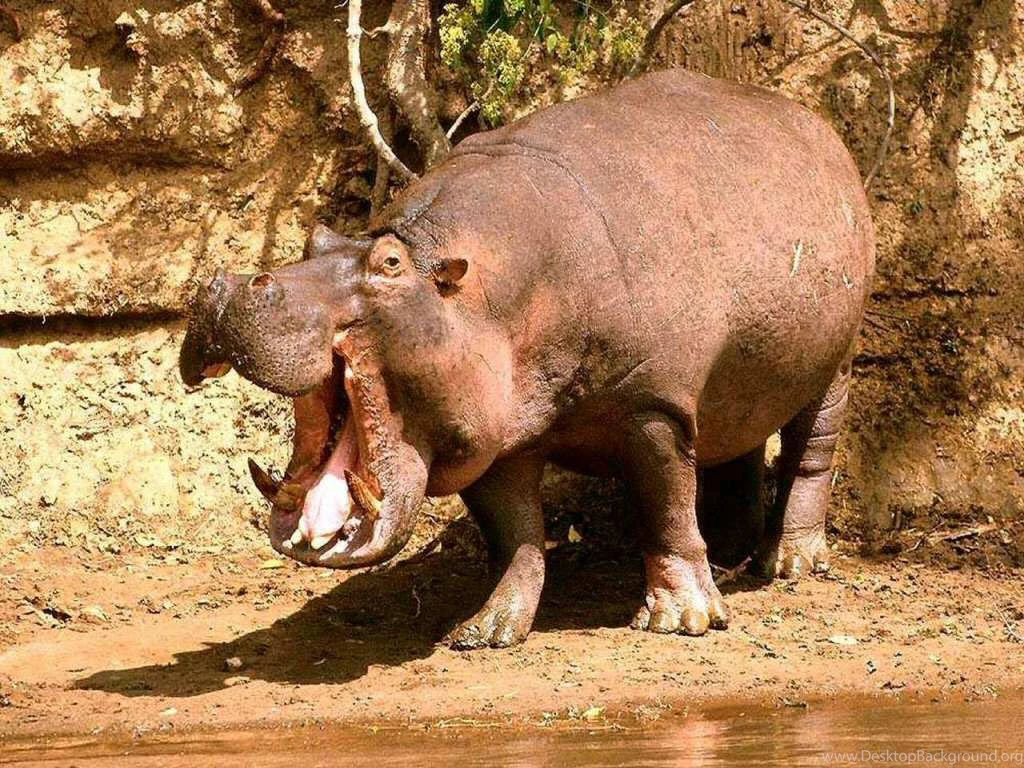 Hippopotamus Pictures « Animal Spot