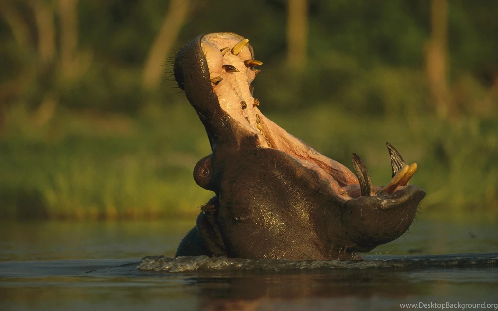 Download Hippopotamus Wallpapers Other Animals Wallpapers 1920x1200 ...