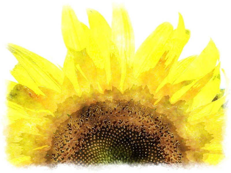 Wallpapers Watercolor Free Painting Sun Flower Jpg Phone By ...