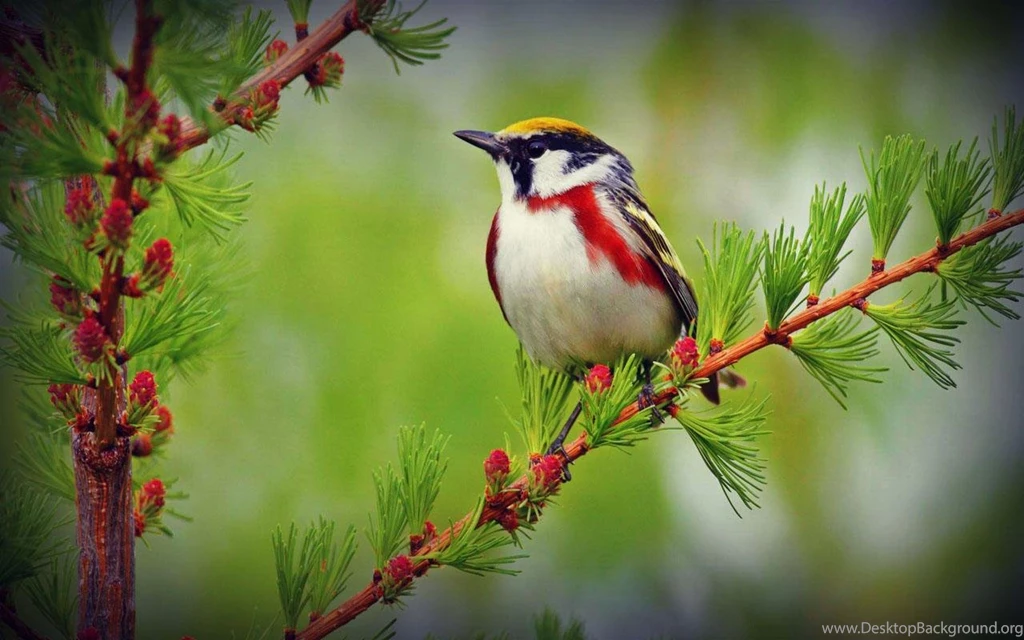 Birds Wallpapers HD   Android Apps On Google Play