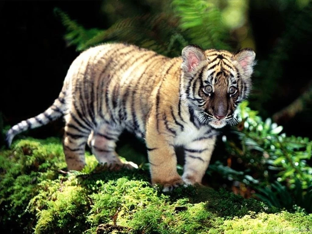 Pictures Of Cute Baby Tigers Wallpapers HD Fine
