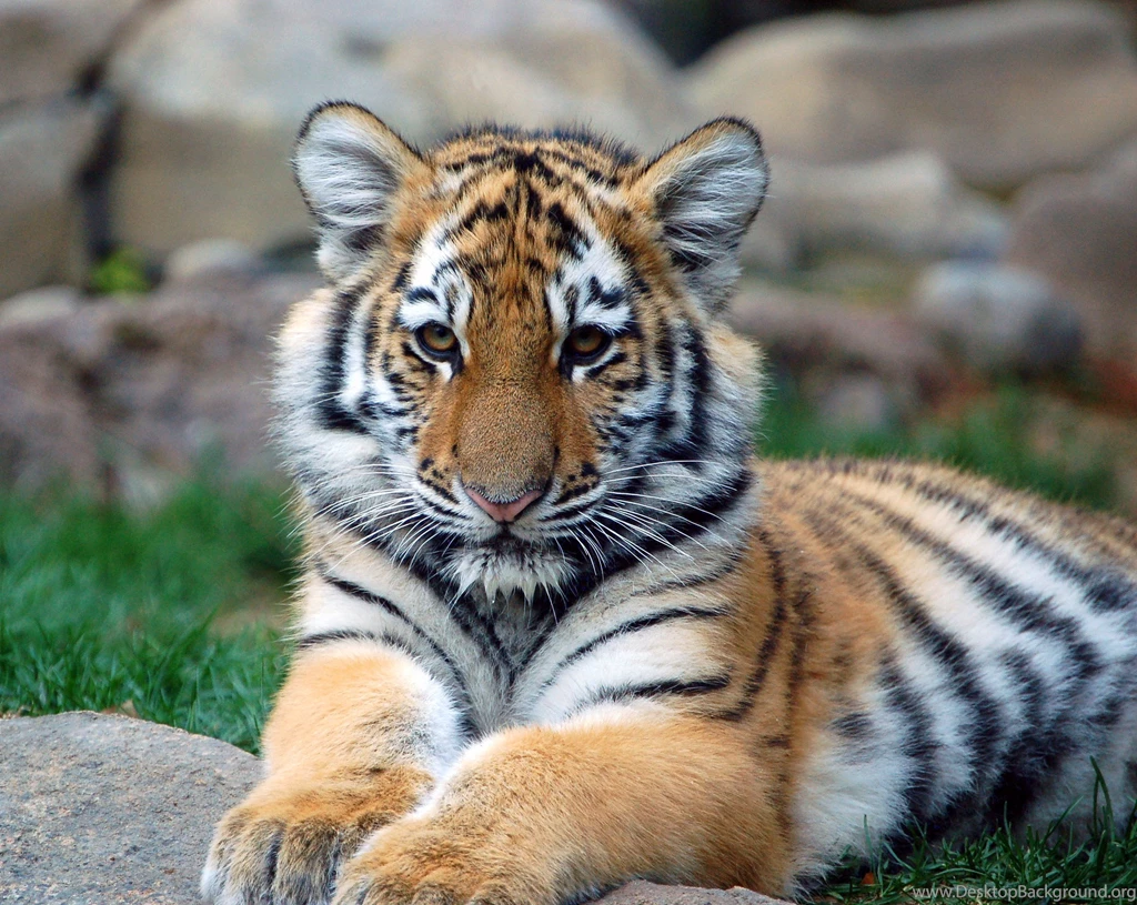 Bengal Tiger Wallpapers Cubs