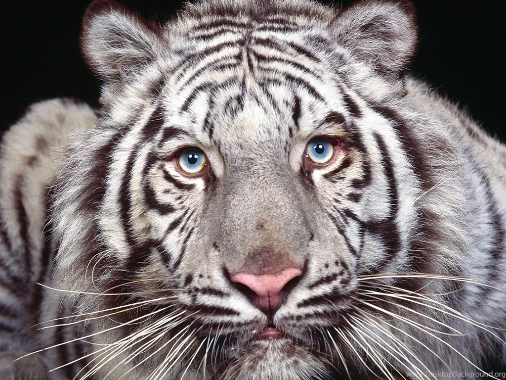 Tiger Wallpapers Free Download White Cute Cub Animal HD Desktop Images