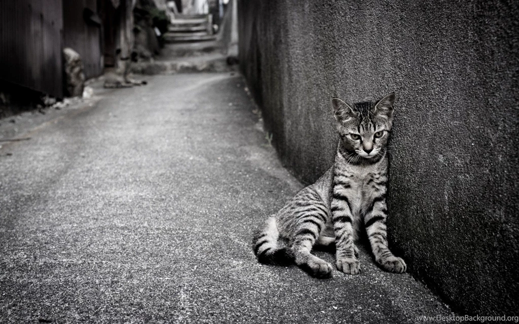 Cat Street Loneliness Wallpapers