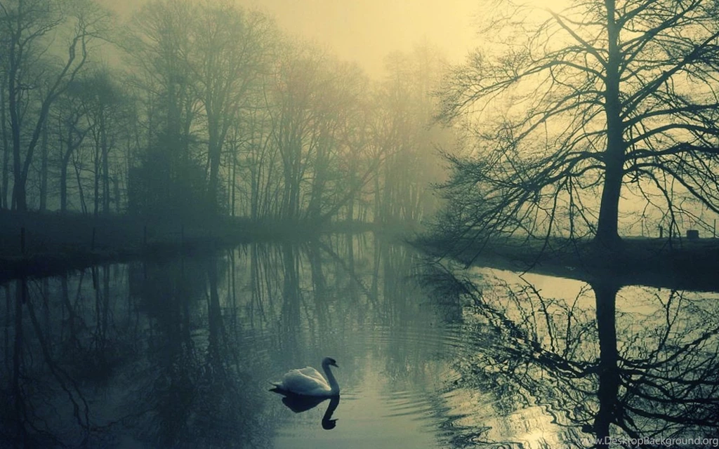 The white swan loneliness 1280×800