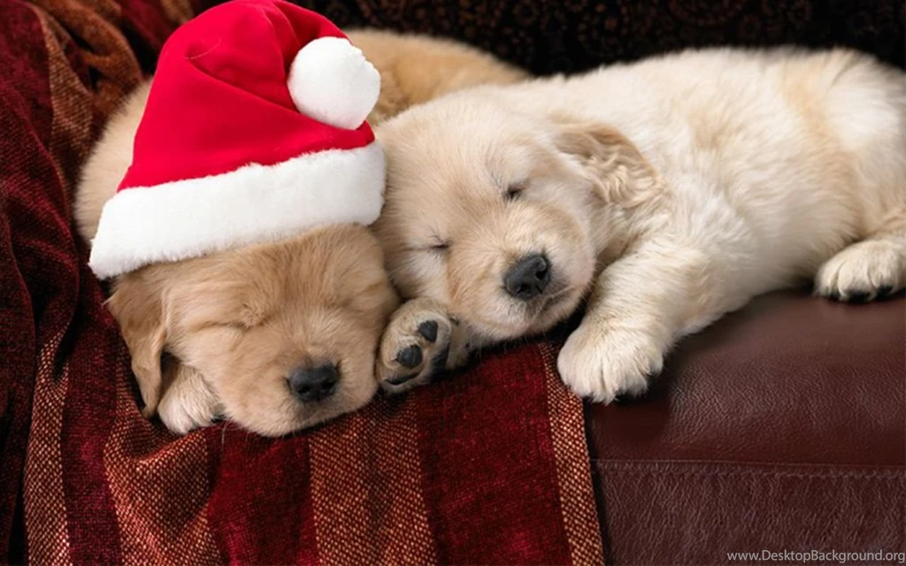 Free Images Of Puppies Litle Pups