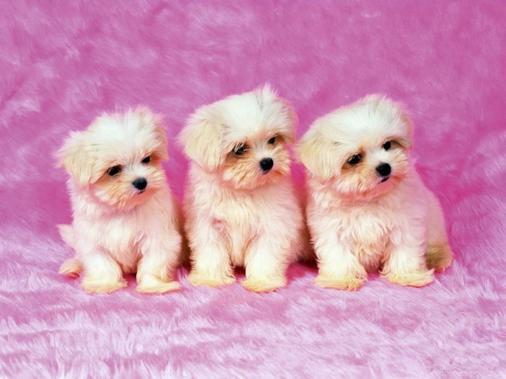 Cute Puppies Wallpapers HD Wallpapers