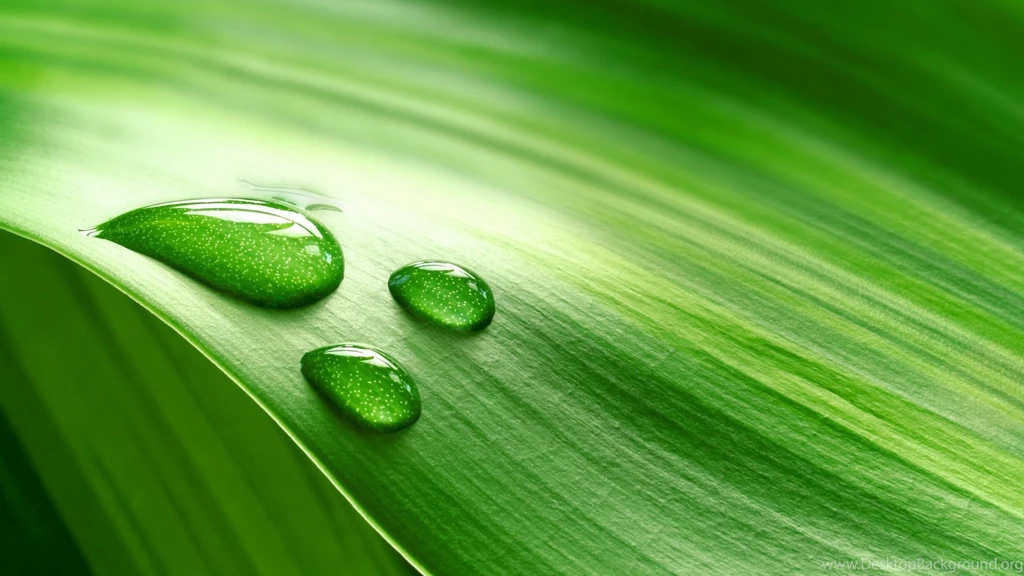Small Fresh Green Eye HD Unbelievable Wallpapers Free HD Wallpapers ...