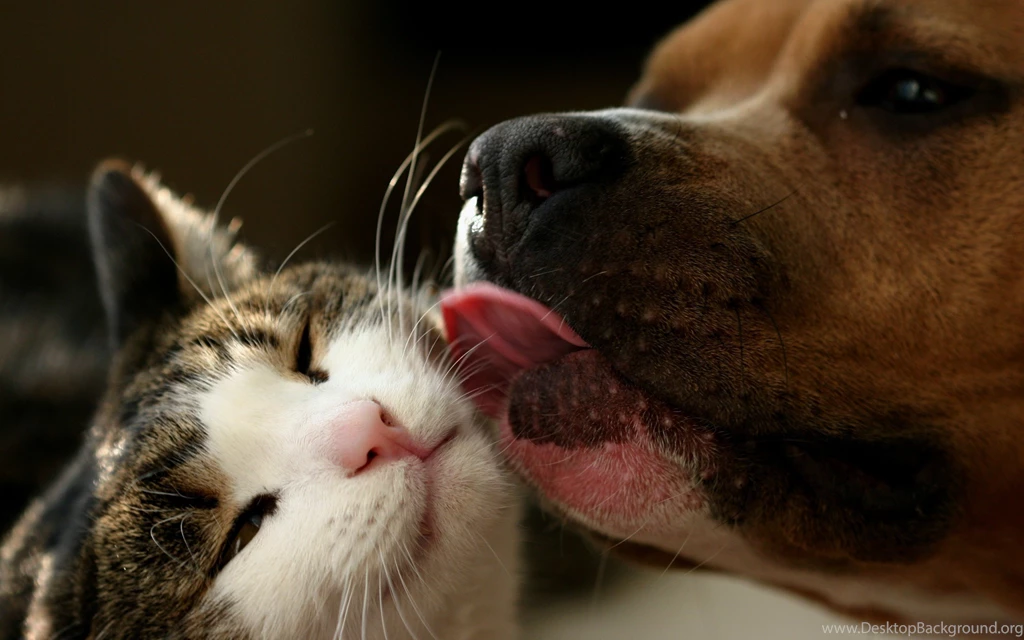UnBelievable Love Cats And Dogs 4K Wallpapers