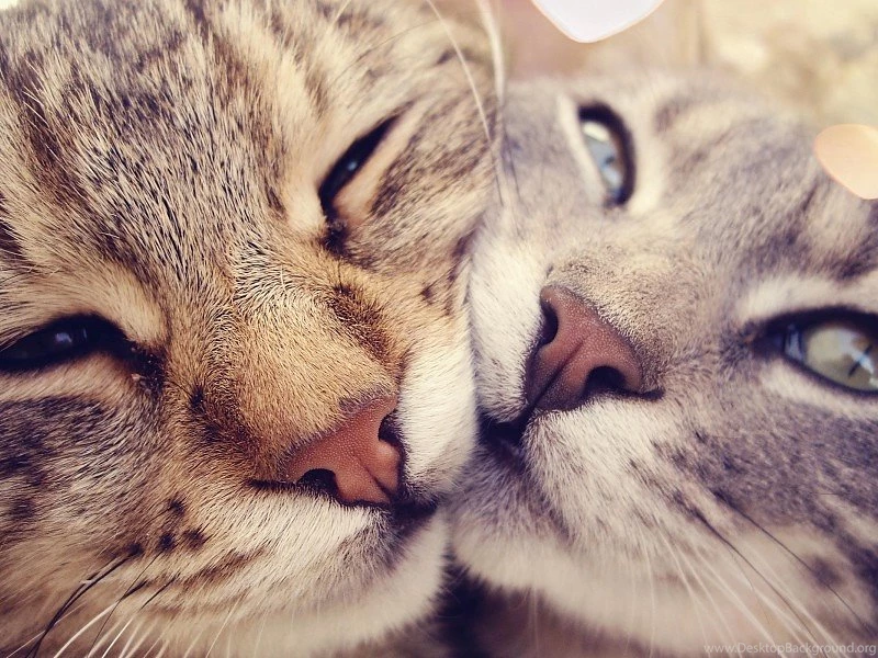 Tender Cats In Love Free Desktop Backgrounds And Wallpapers