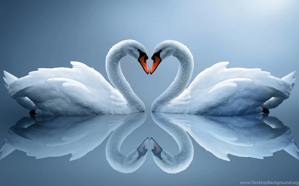 Swans In Love Wallpapers Wallpaper.
