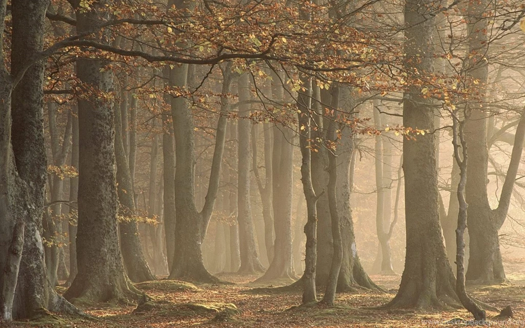 Free HQ European Beechwood Forest Arbroath Angus Scotland ...