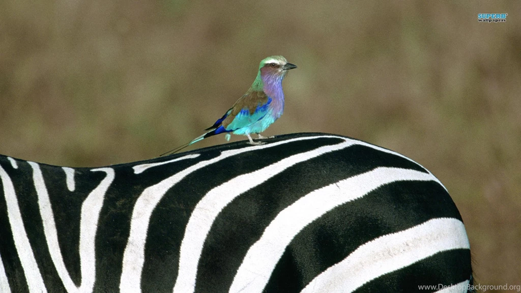 Lilac Breasted Roller On A Zebra Zebras Wallpapers (38681610 ...