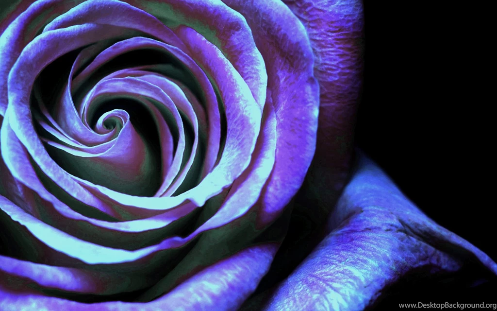 Beautiful Turquoise Rose HD Wallpapers