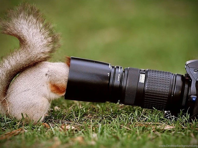 Fun Squirrel And Camera Full HD Wallpapers Free Desktop Backgrounds ...