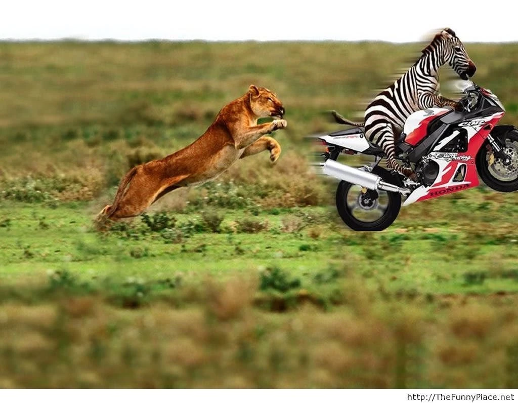 Wallpapers Animals HD – TheFunnyPlace