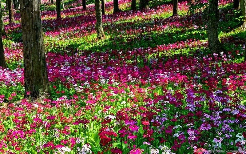 Rose Garden Desktop Backgrounds Image Hd Cool Wallpapers Free ...