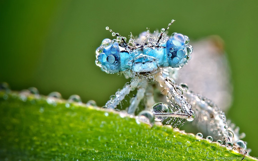 Insect Wallpapers HD HD Wallpapers