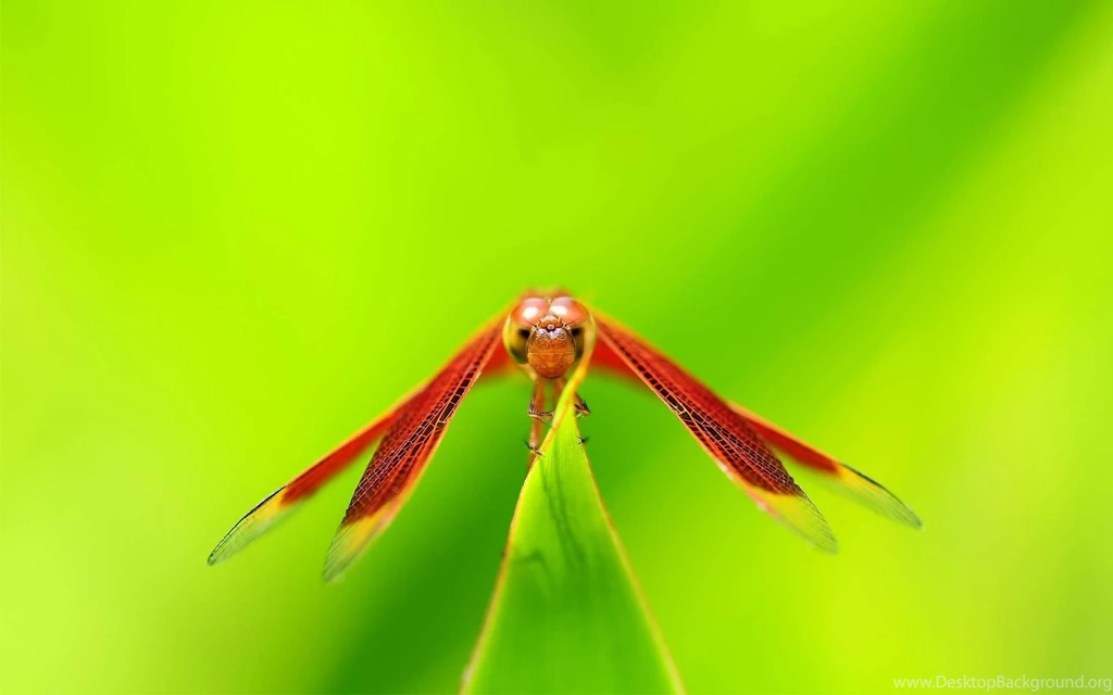 Insect Wallpapers