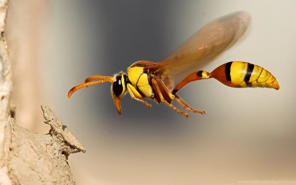 13 Quality Insect Wallpapers, Animals