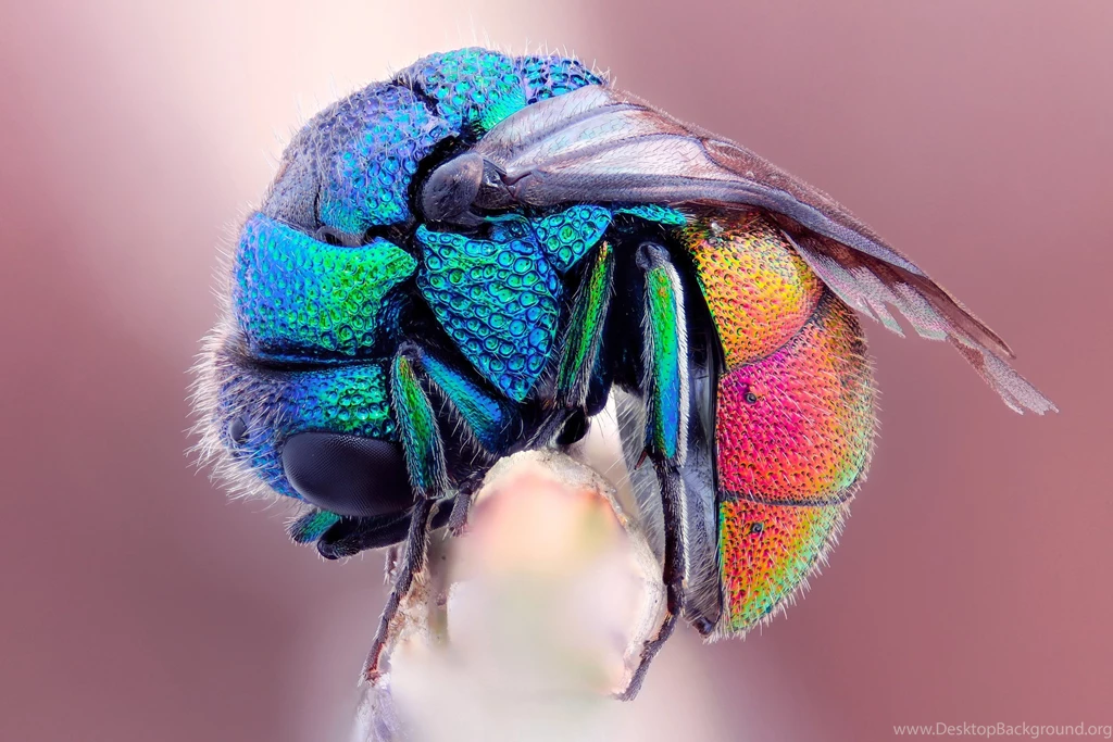 Honey Bees HD Wallpapers
