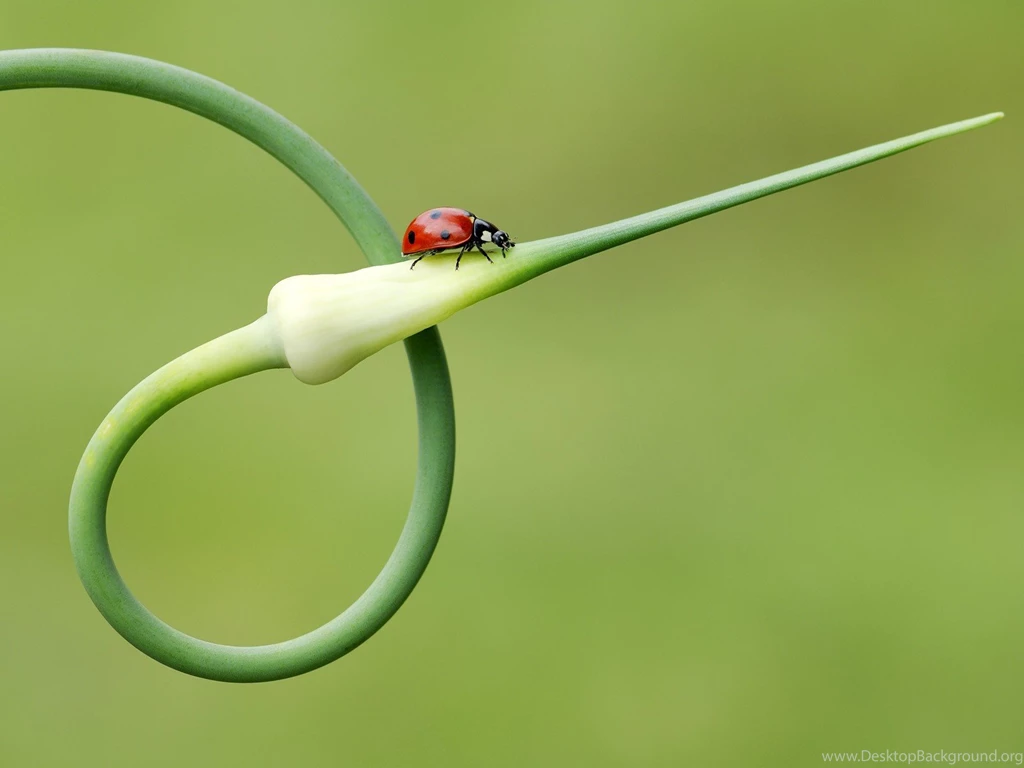 Insect Computer Wallpapers, Desktop Backgrounds