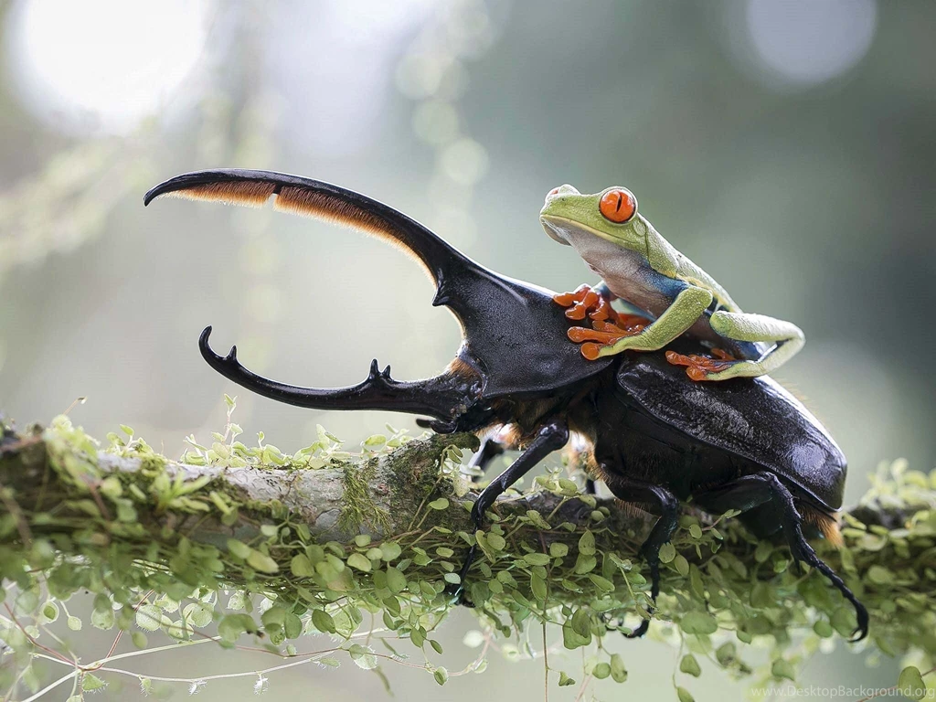 Frog Over Insect Wallpapers
