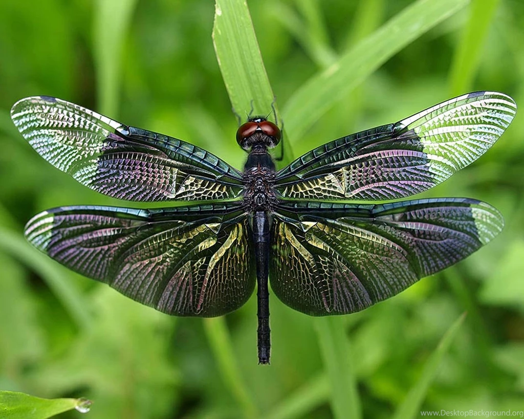 Cuegyo: Insects Hd Wallpapers, Insect Wallpapers