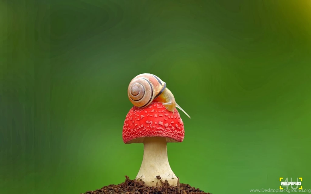 WALLPAPERS FREE DOWNLOAD
