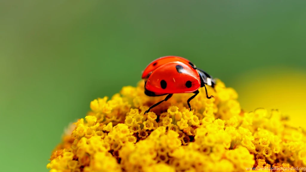 Ladybug Insect Wallpapers
