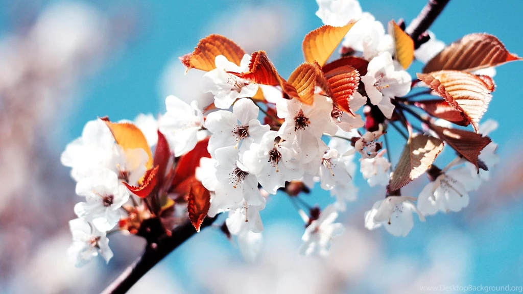 Spring Wallpapers For Desktop ~ Toptenpack.com