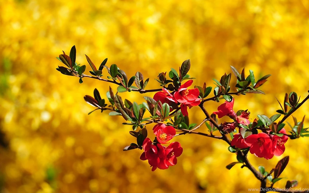 Image wallpaper 1280 800 pictures wallpaper Spring Time Flowers free Ni714770.jpg