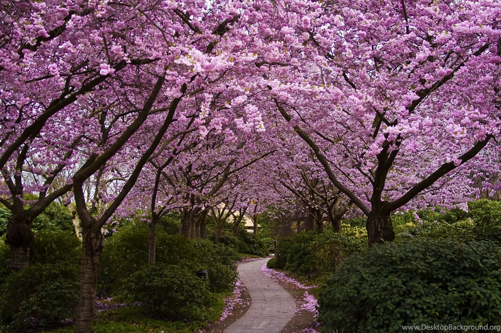 Spring Computer Wallpapers, Desktop Backgrounds