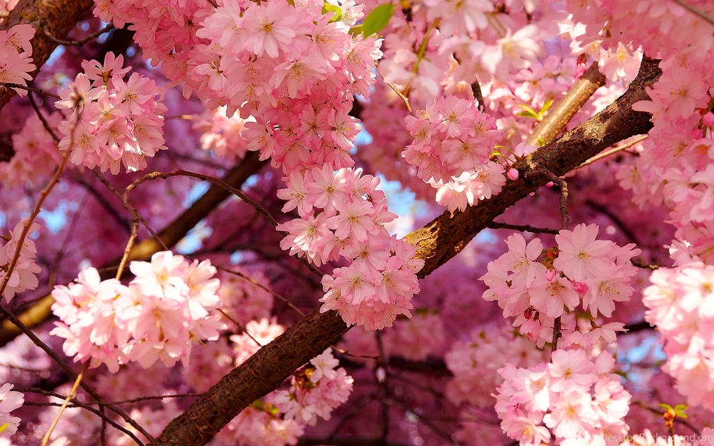 Spring Wallpaper Backgrounds Free AH8