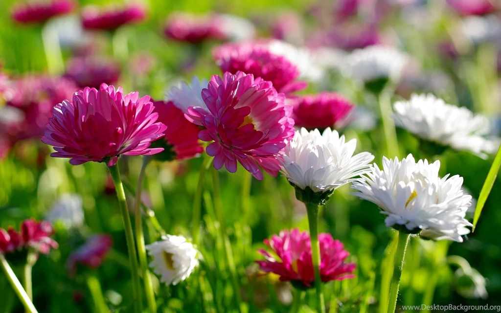 Spring wallpaper for computers 57 55062 Desktop Wallpapers