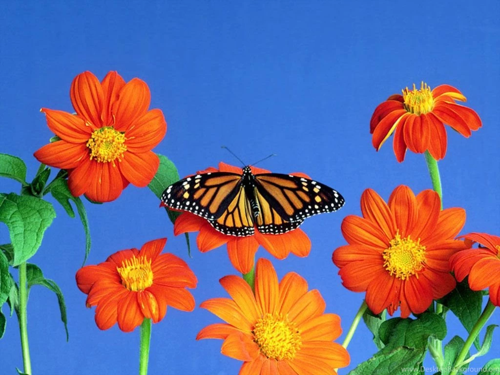 Free Spring Wallpapers For Computer Desktop Backgrounds
