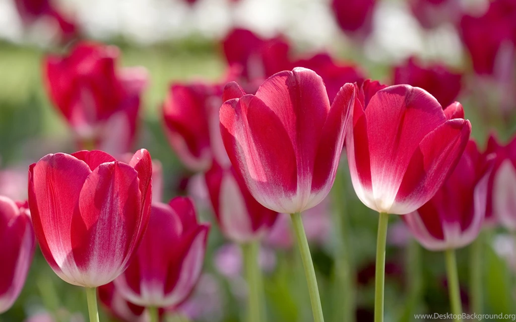 Spring Desktop Wallpapers