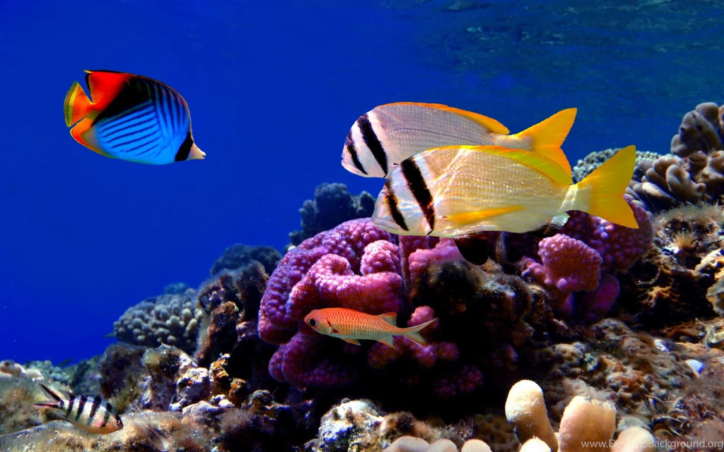 Fish Computer Wallpapers, Desktop Backgrounds