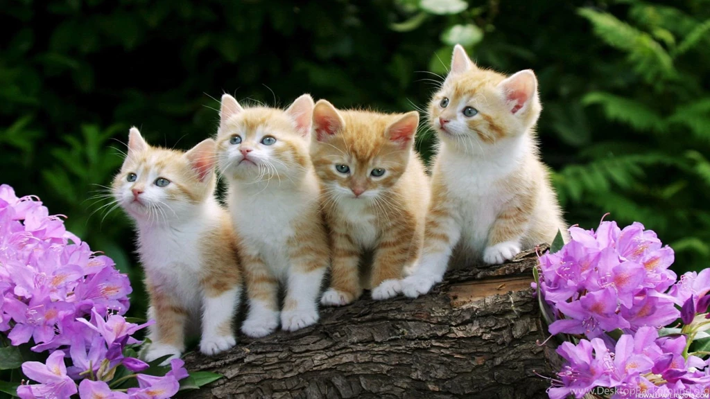 Funny top 10 wallpapers cute desktop.jpg