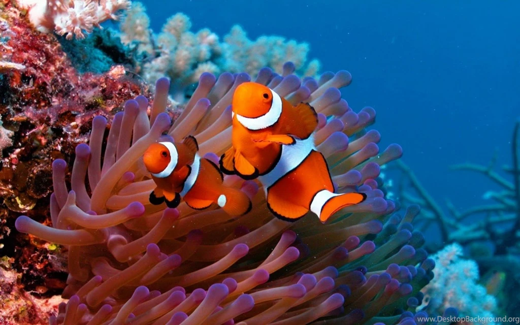 High Resolution Fish Clown Fish Wallpapers Full Size ...