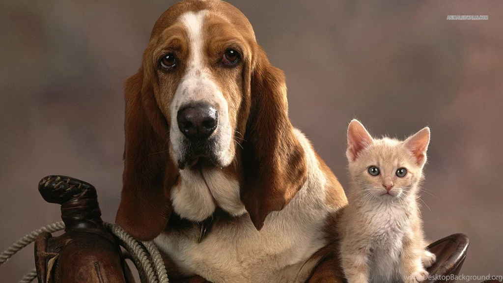 Basset Hound Wallpapers HD Download