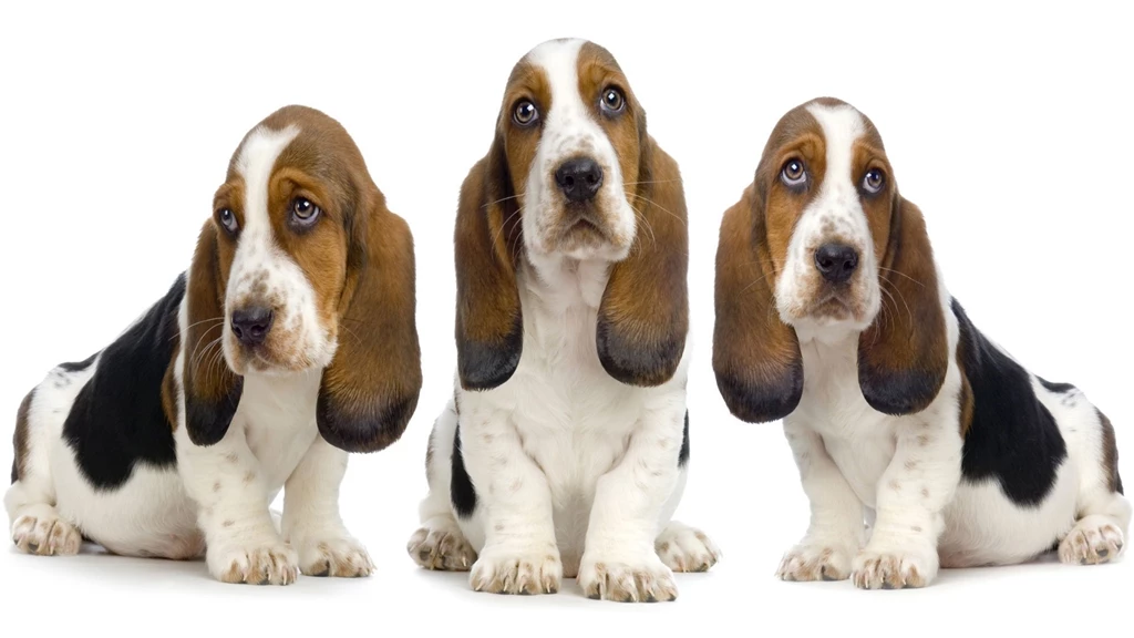 Basset Hound HD Wallpapers