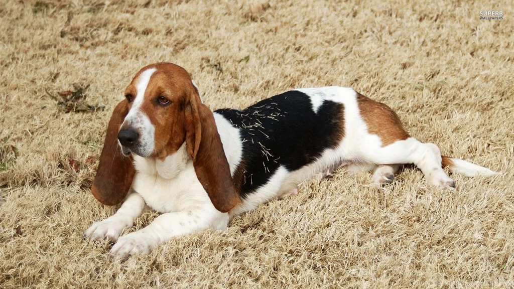 Basset Hound Wallpapers Wallpapers Cave