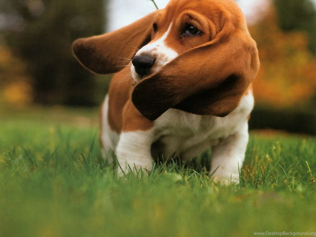 Basset Hound Wallpapers Wallpapers Free Basset Hound Wallpapers ...