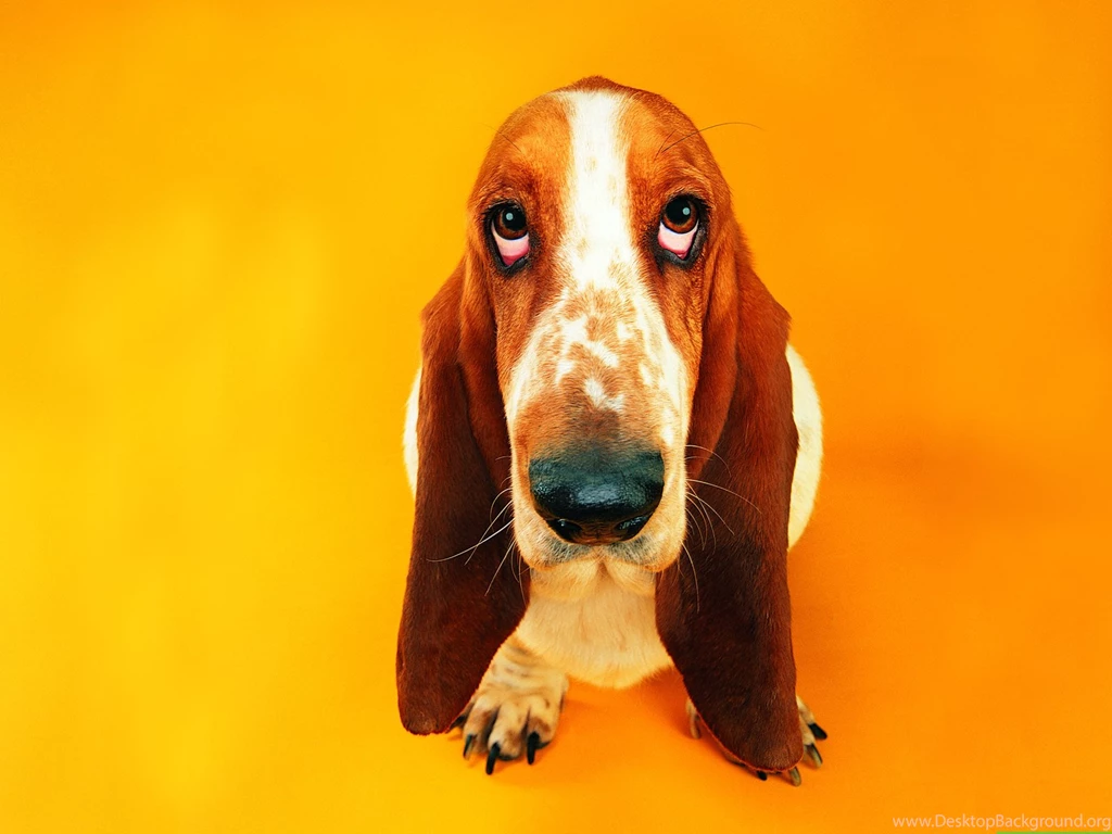 Animals___Dogs_Cute_basset_hound_on_an_orange_background_049595_.jpg