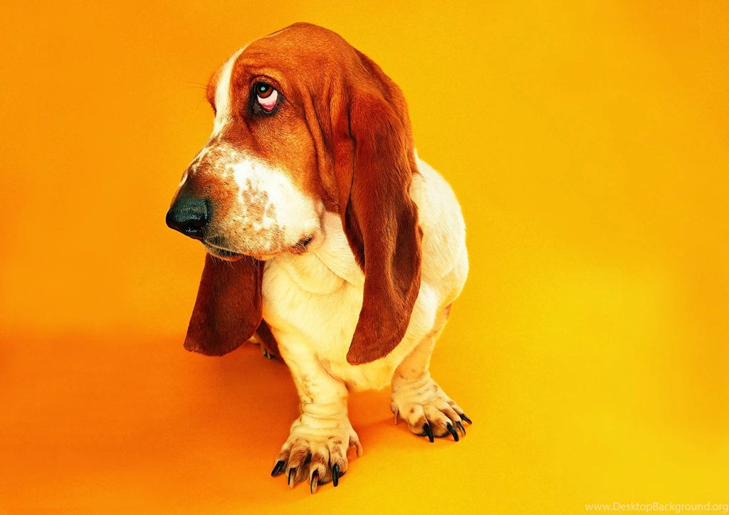 Basset Hound Wallpapers Pictures 6987 1600x1208 UMad.com
