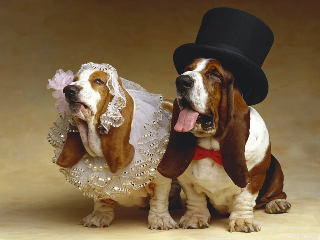 Basset Hound Wallpapers HD Download
