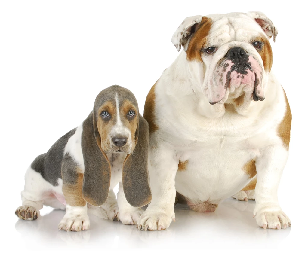 Dogs Two Bulldog Basset Hound Animals Wallpapers