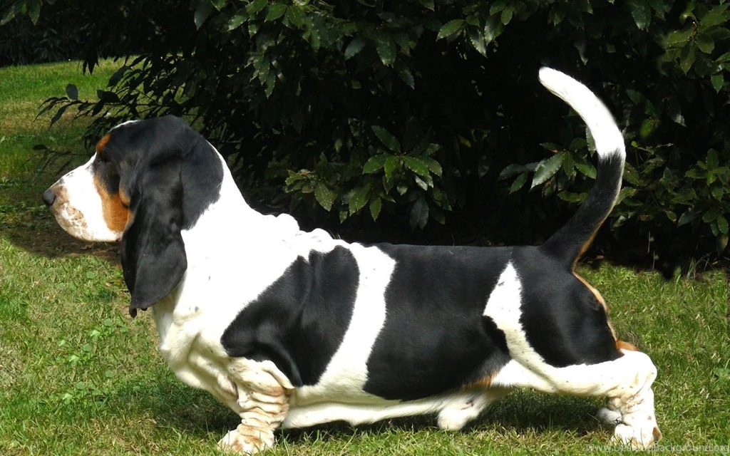 Basset Hound Lovely 1440x900 Wallpapers,Basset Hound 1440x900 ...