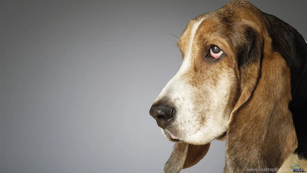 Download Wallpapers Side Profile Of A Basset Hound (1920 X 1080 ...